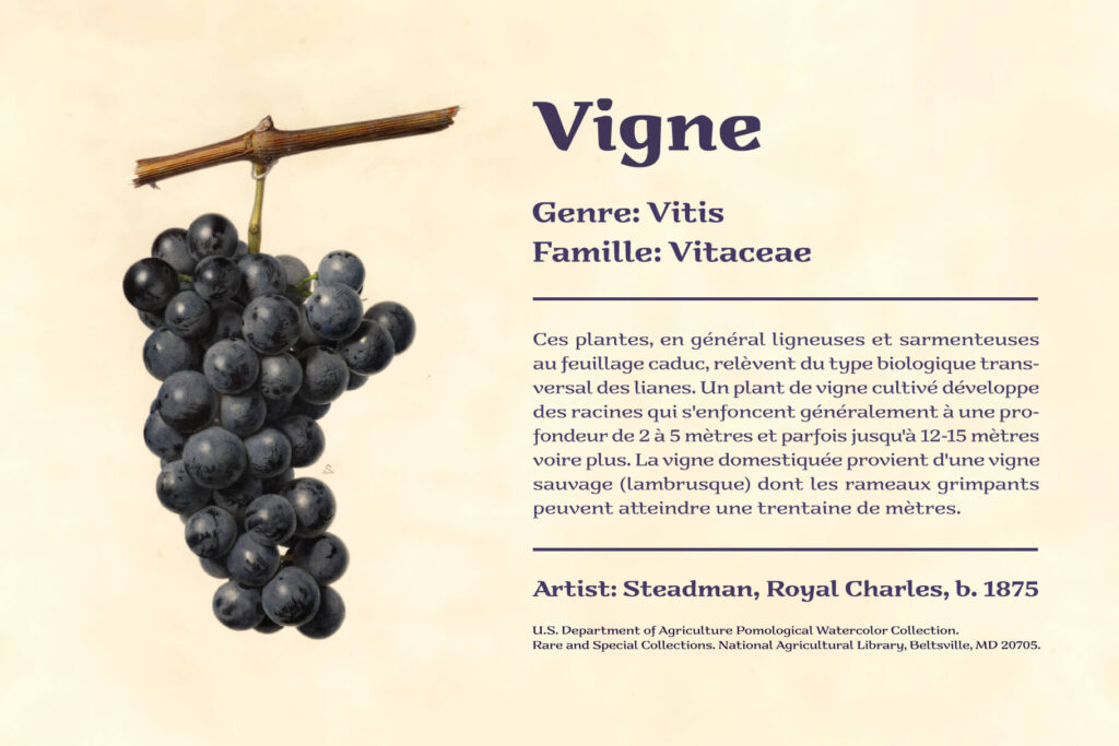 16 Razumec Grape