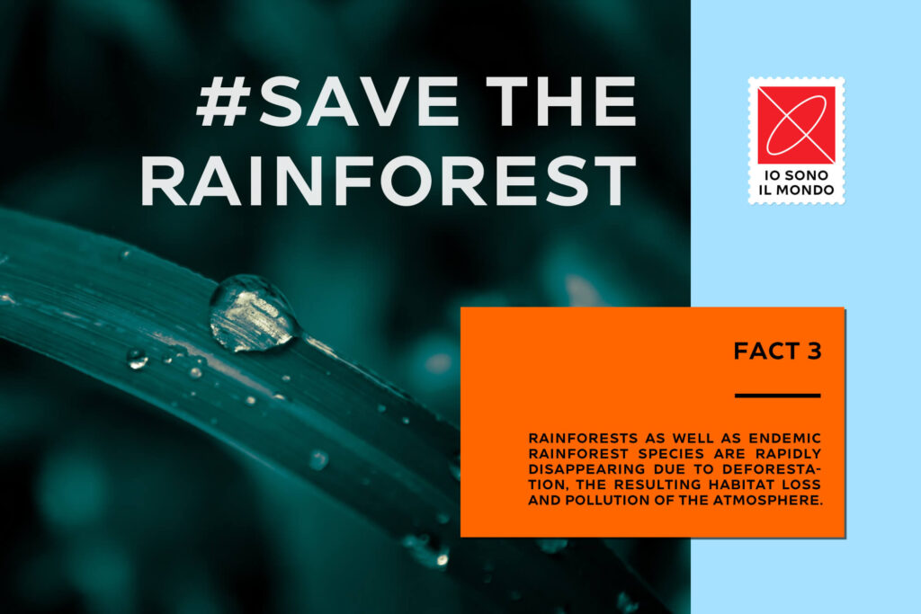 17 Naslof Font Rainforests
